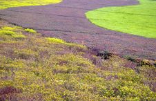 Free Textures Stock Photos - 5815863