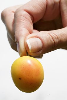 Cherry Plum Royalty Free Stock Photo Cherry Plum Royalty Free Stock Photo