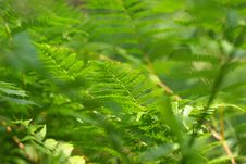 Green Fern Stock Images Green Fern Stock Images