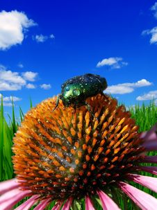 Green Bug Sitting On A Flower Stock Photography Green Bug Sitting On A Flower Stock Photography