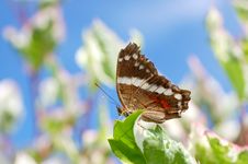 Single Butterfly Royalty Free Stock Images Single Butterfly Royalty Free Stock Images