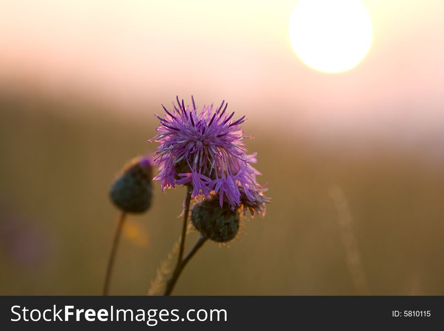 Wild flower and sunset in the background. Wild flower and sunset in the background