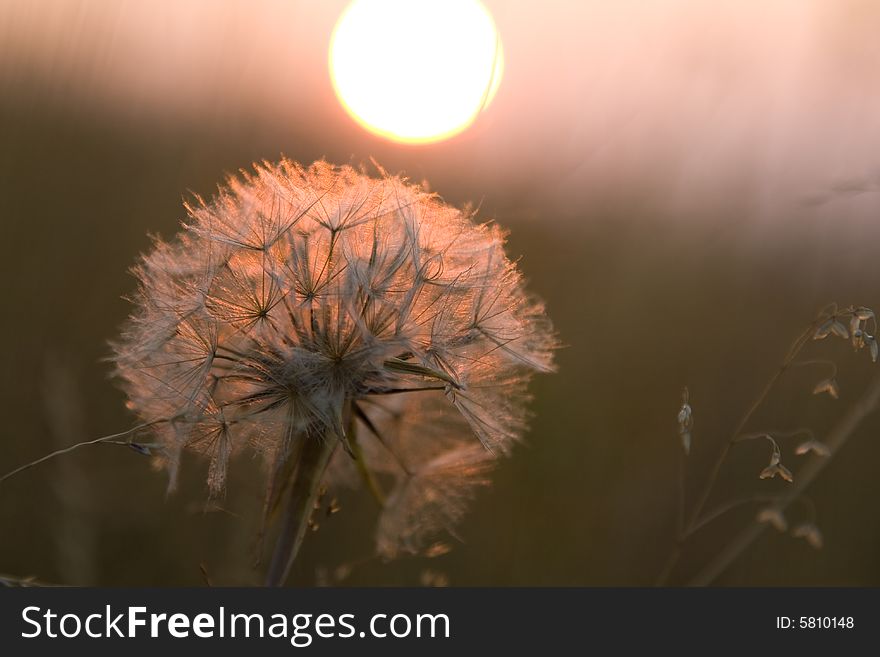 Dandelion and sunset in the background. Dandelion and sunset in the background