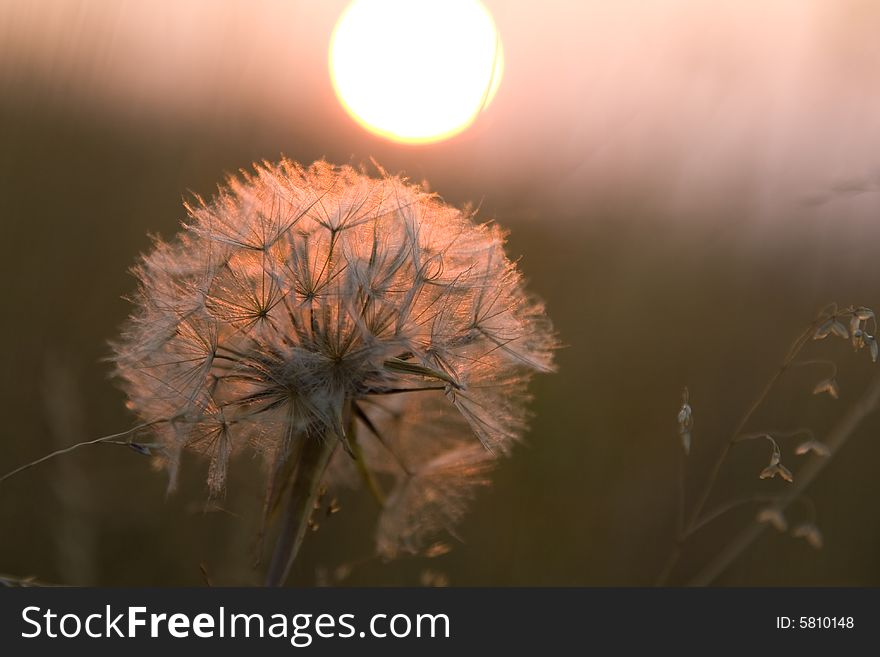 Sunset Dandelion