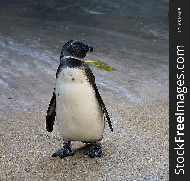 A young african penguin alone