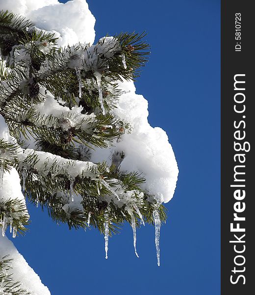 Pine tree covered with snow. Pine tree covered with snow