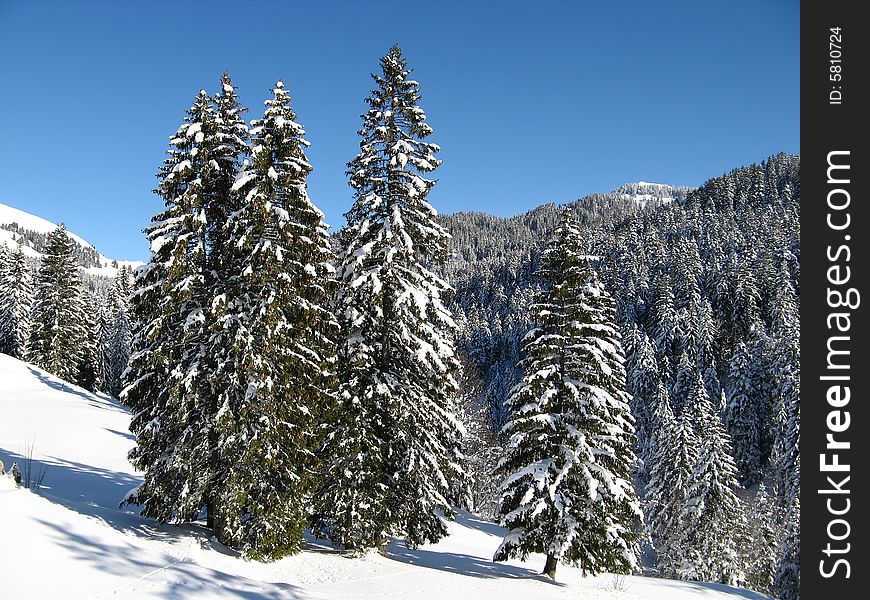 Trees covered with fresh snow. Trees covered with fresh snow