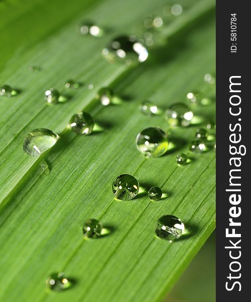 Reflective Water Droplets On A Leaf