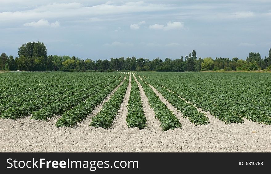 A field of potatoes grows on rich river delta soil. A field of potatoes grows on rich river delta soil.