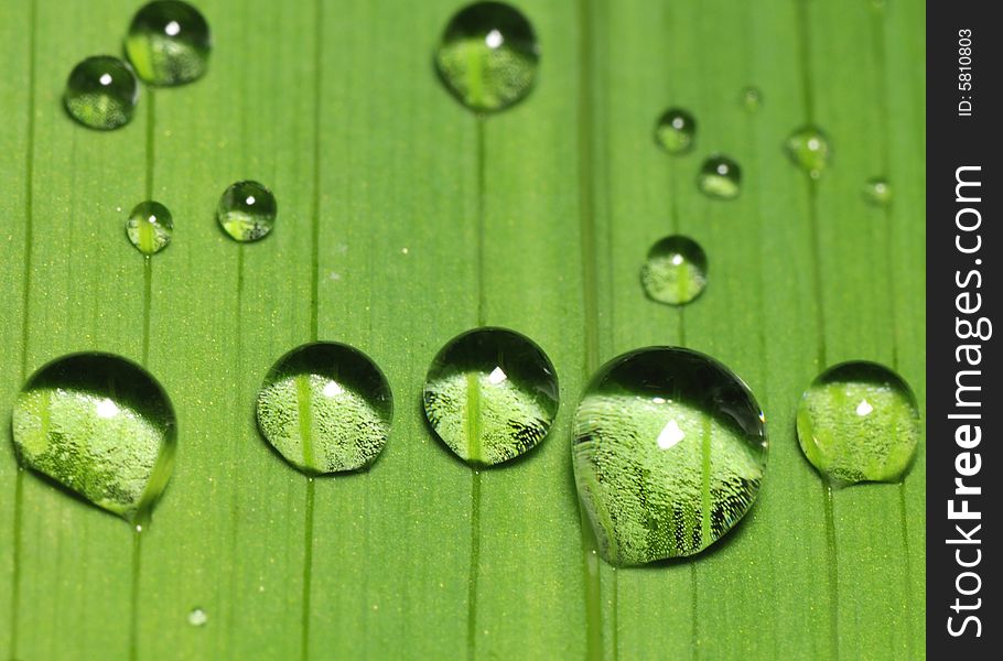 Random water droplets on a leaf