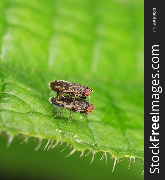 A pair of flies mating on a leaf. A pair of flies mating on a leaf