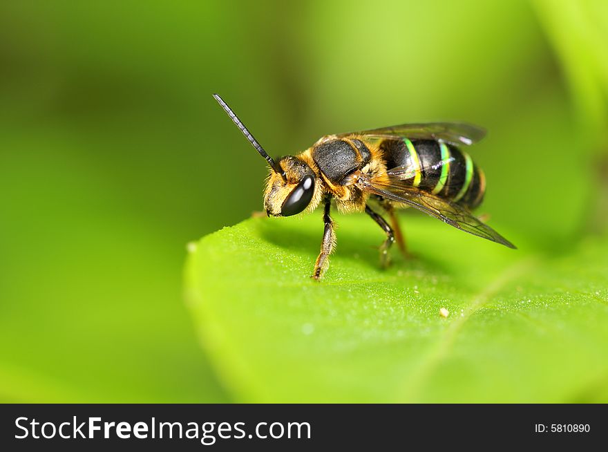 Bee resting on a green leaf. Bee resting on a green leaf