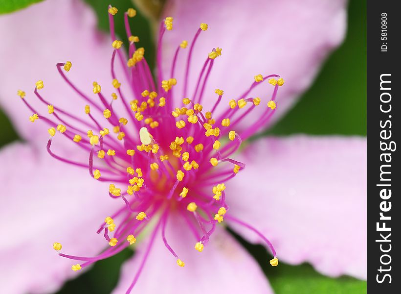 Stamens protruding from a pink flower. Stamens protruding from a pink flower