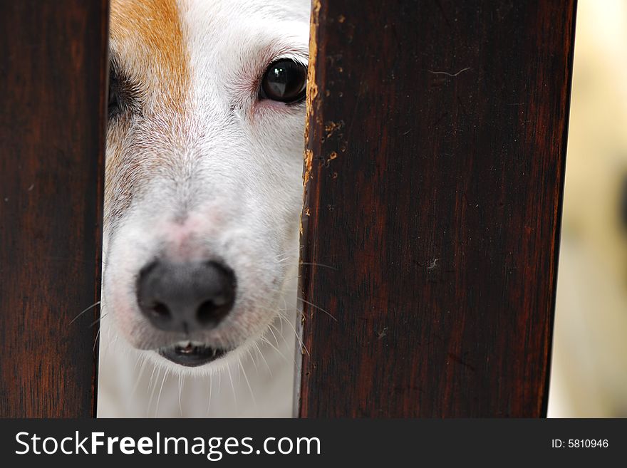 Jack russell looking through a fence. Jack russell looking through a fence