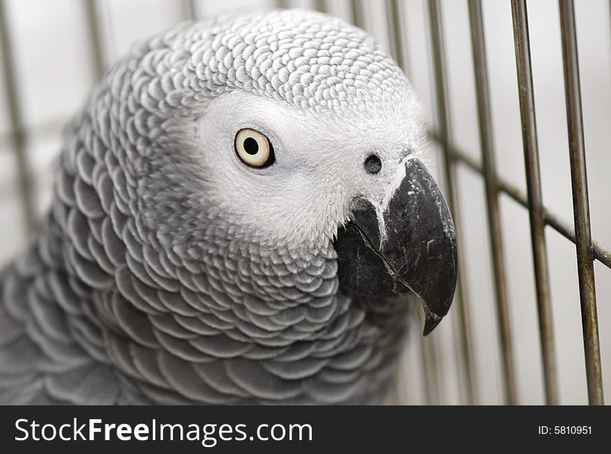 An adorable grey parrot in an enclosure. An adorable grey parrot in an enclosure