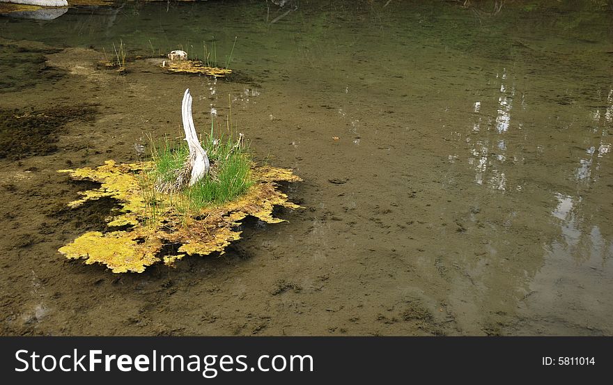 Forest pond background