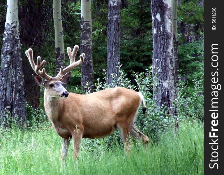 Male Deer with Velvet Antlers. Male Deer with Velvet Antlers