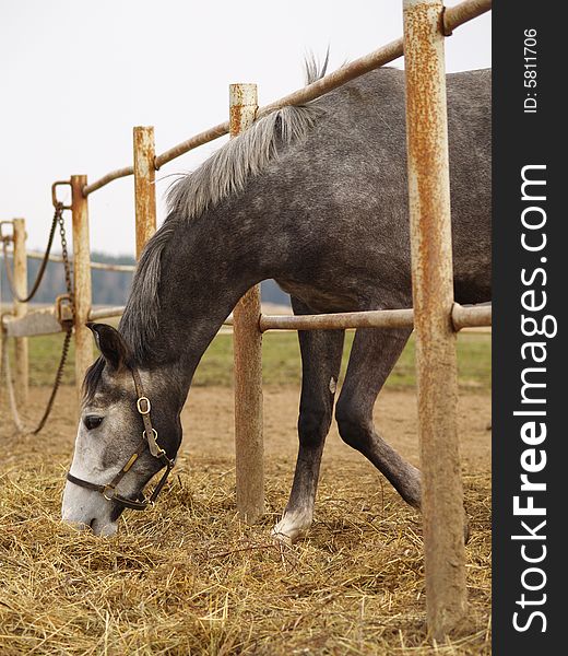 Gray horse eating over the fence