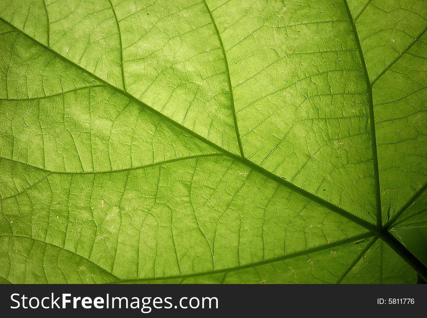 Close up of a big green leaf. shot against sunlight. Close up of a big green leaf. shot against sunlight.