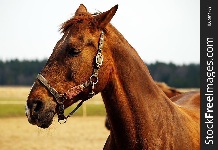 Portrait of a chestnut horse