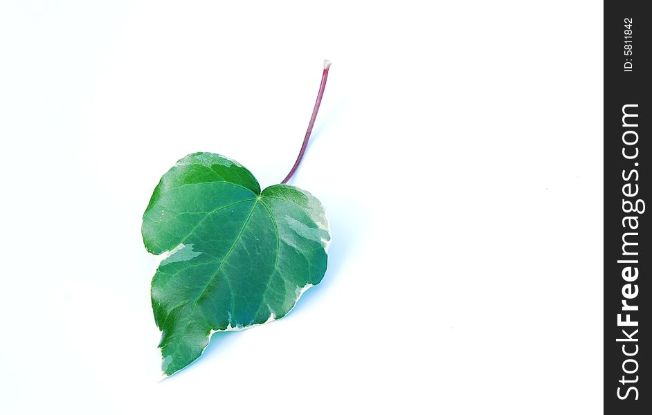 Ivy Leaf