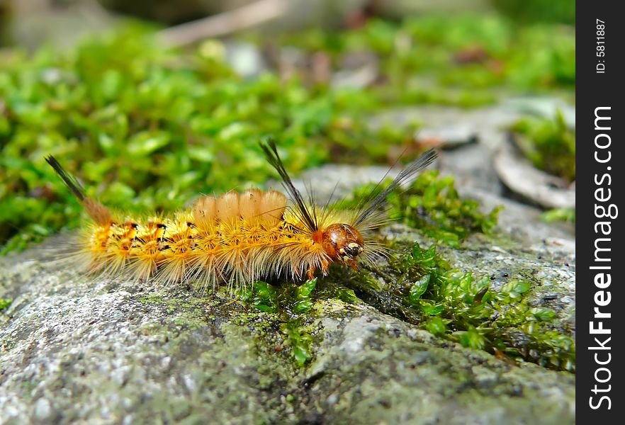 A close-up of the very haired yellow caterpillar on grass-blade. Russian Far East, Primorye. A close-up of the very haired yellow caterpillar on grass-blade. Russian Far East, Primorye.