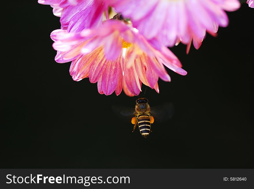 Bee Fly Over Flower
