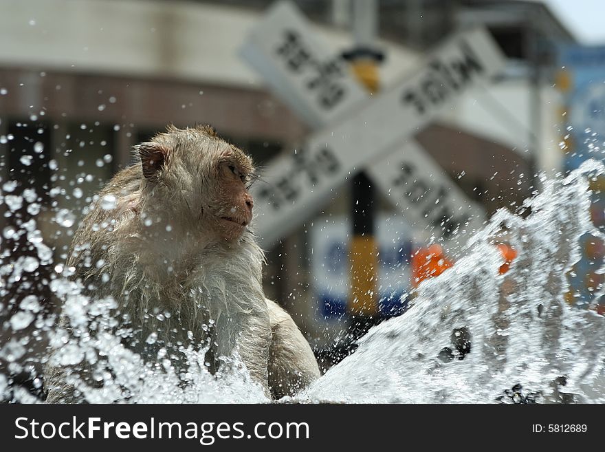 Monkey in a fountain at a crossroad in thailand