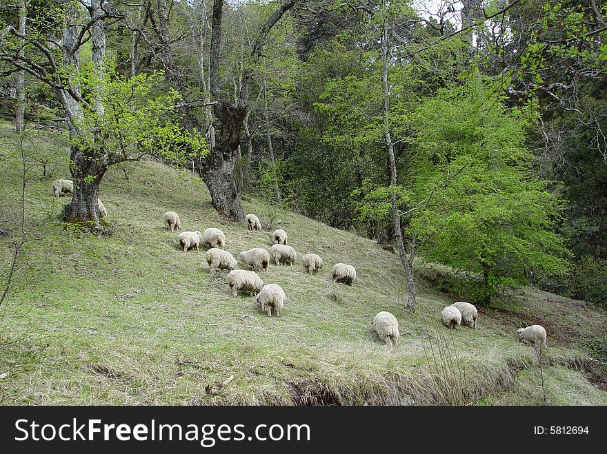 A flock of sheeps grazing on the green slope