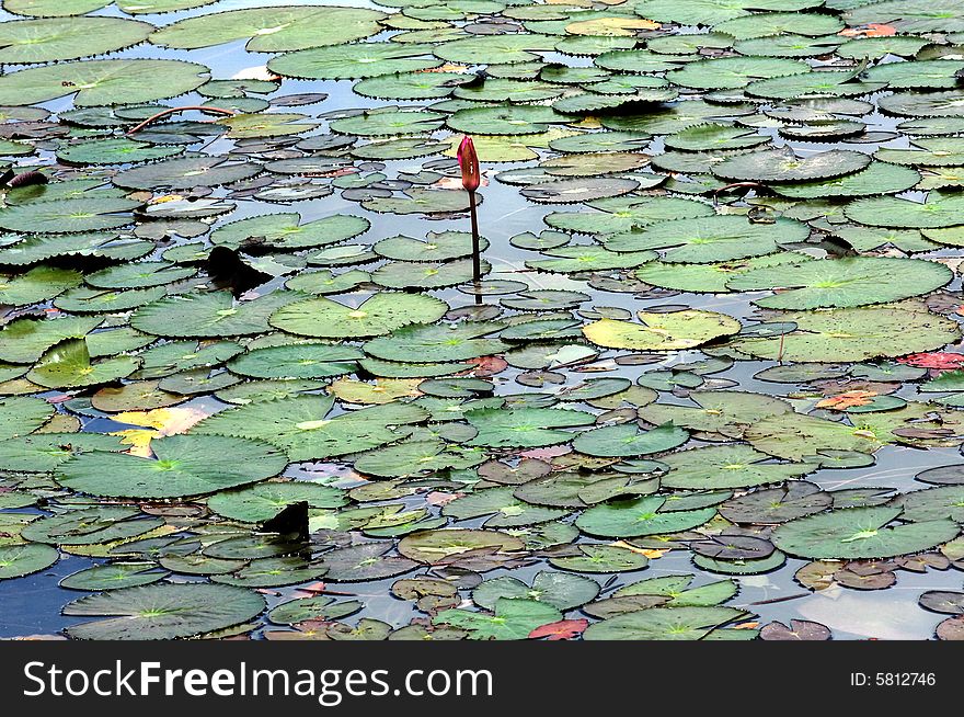 Thailand, Sukhothai: Historical park; view of a lake with nenuphar leaves