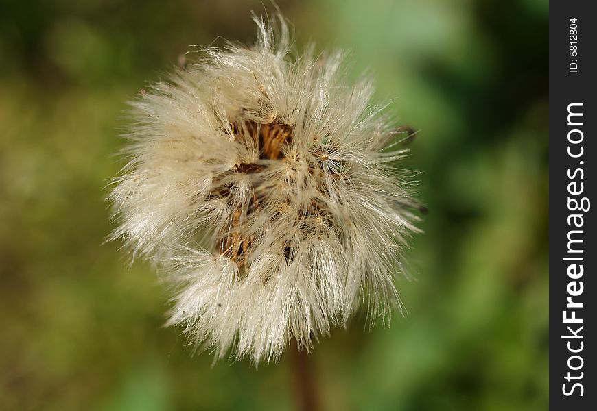 Picture of a dry dandelion