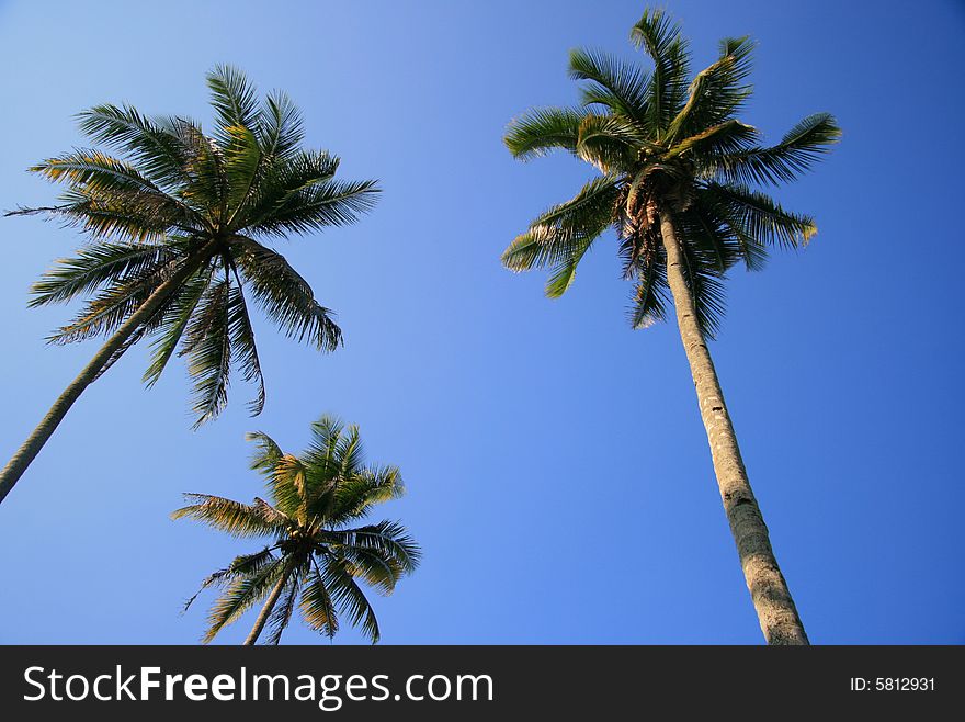 Coconut tree view from low angle