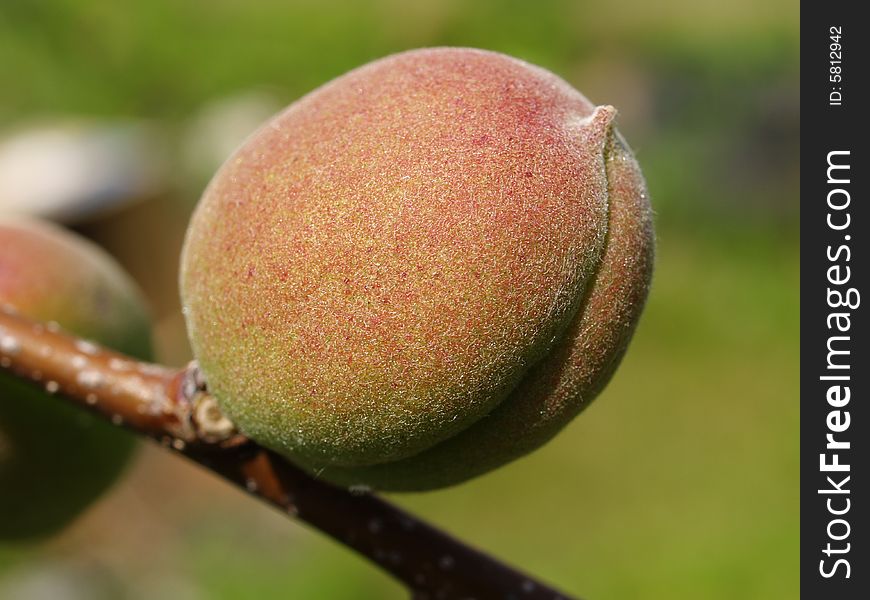 Picture of an unripe apricot