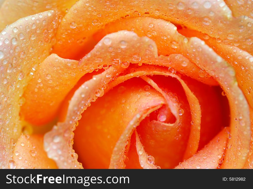 Macro of orange rose with water drops. Macro of orange rose with water drops
