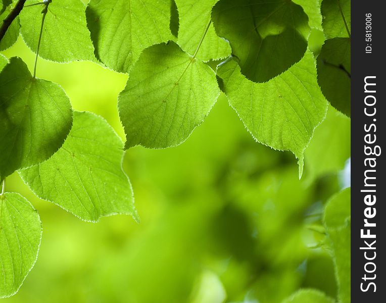 Green leaves background in sunny day