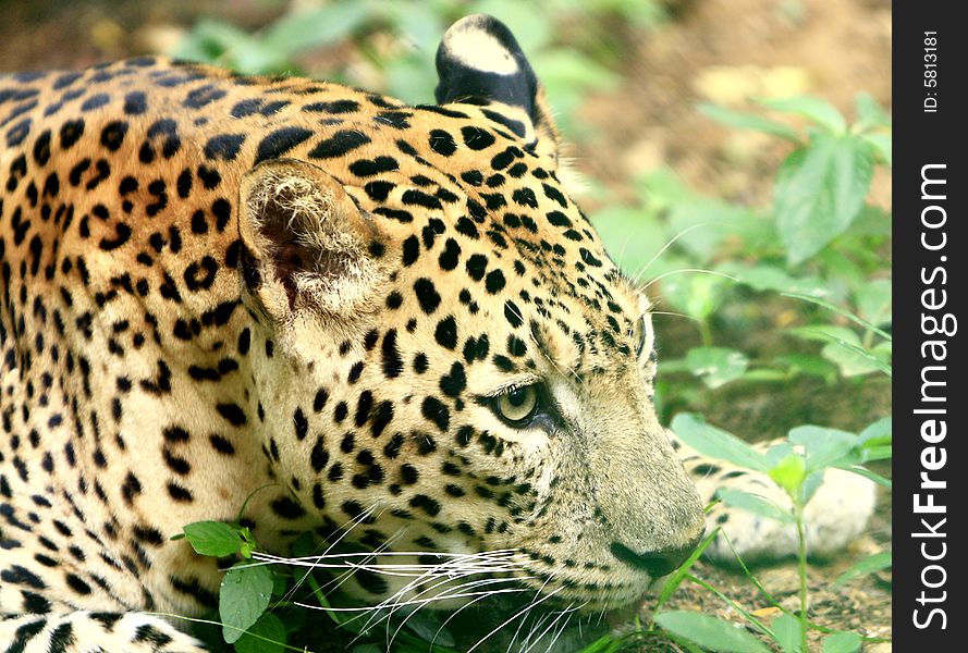 Leopard is looking, the charismatic face and ferocious eye