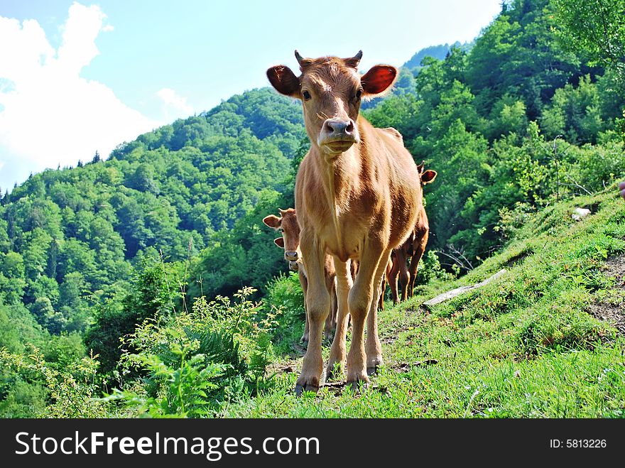 Cows In Mountain