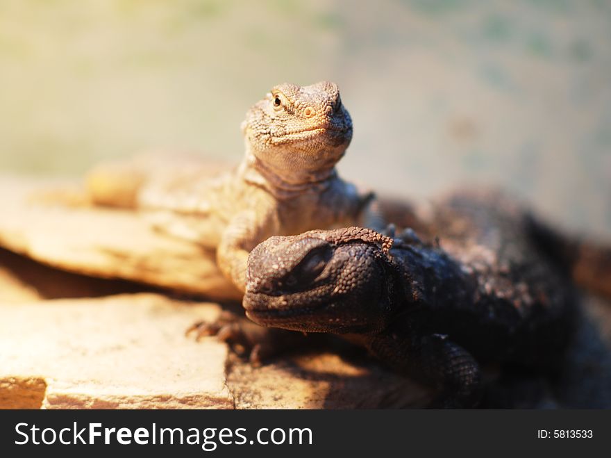 Picture of two different lizards