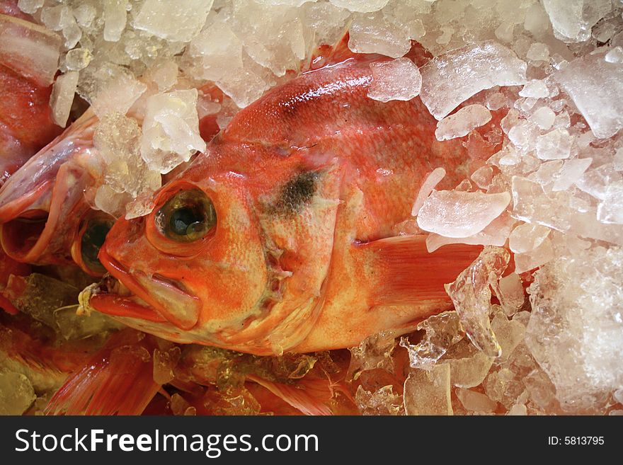 Straight from the trawler this deep sea 'Red Fish' is on ice ready to go off to market. Straight from the trawler this deep sea 'Red Fish' is on ice ready to go off to market.