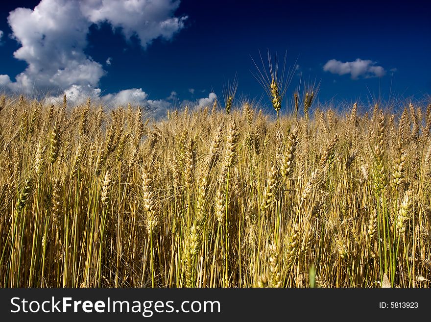 Wheat field in the wind with perfect blue sky. Wheat field in the wind with perfect blue sky