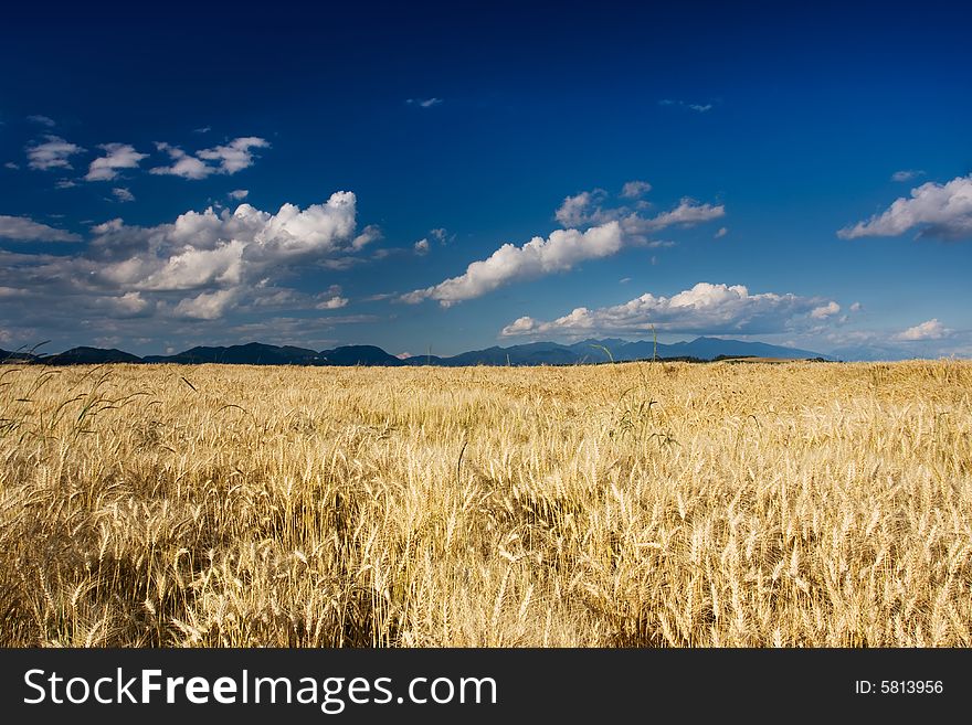 Wheat field in the wind with perfect blue sky, motion blur visible. Wheat field in the wind with perfect blue sky, motion blur visible