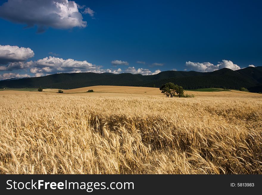 Wheat field in the wind with perfect blue sky. Wheat field in the wind with perfect blue sky