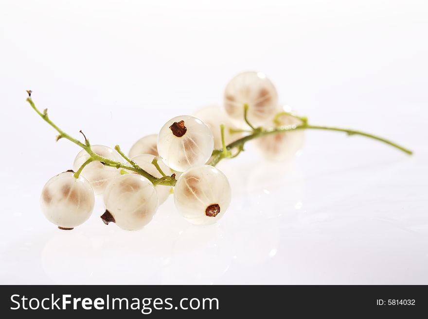 White currant on white background