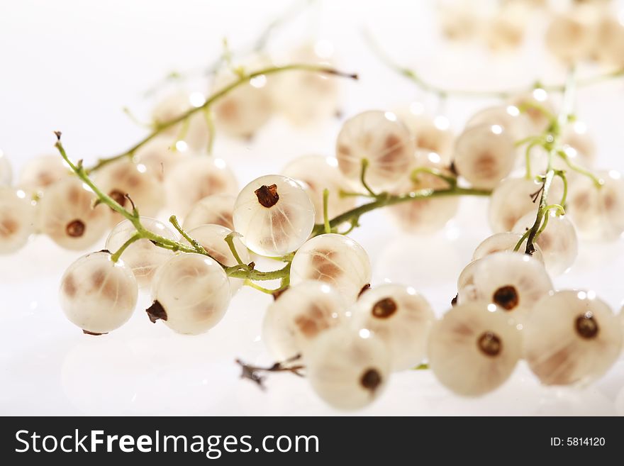 White currant on white background