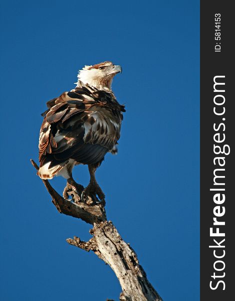 Eagle purched on dry branch