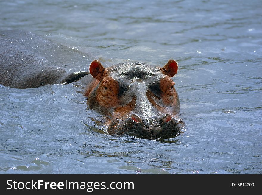 The hippopotamus (Hippopotamus amphibius) is recognizable for its barrel-shaped torso, enormous mouth and teeth, hairless body, stubby legs and tremendous size. Hippos have been clocked at 48 km/h while running short distances. The hippopotamus is regarded to be Africa's most dangerous animal, and is among the most aggressive animals in the world. (South Africa)