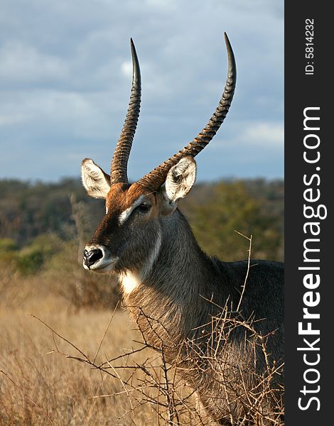 Waterbuck bull posing for the camera