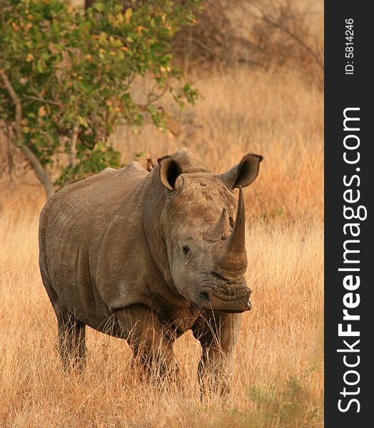 White Rhino in the grasslands of South Africa. White Rhino in the grasslands of South Africa.