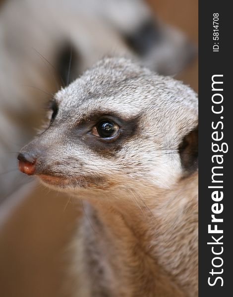 A curious meerkat at Omaha zoo