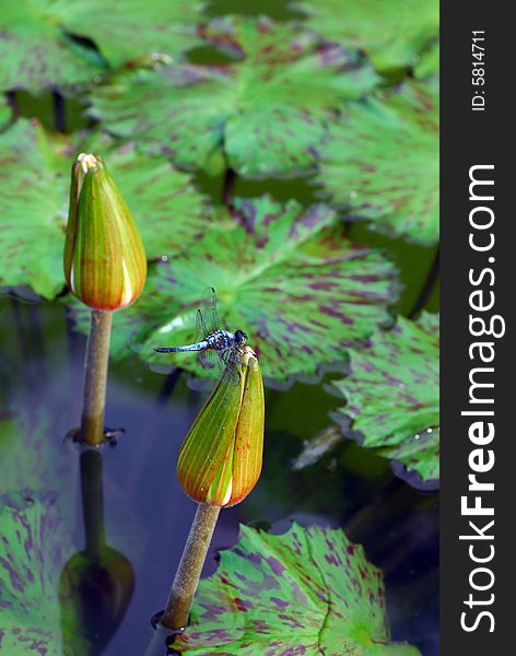 A dragonfly resting on the flower bud of a water lily. A dragonfly resting on the flower bud of a water lily.